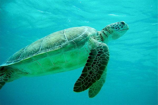 Chorwacja | W ramach aquarium działa Centrum Ratowania Żółwi Morskich